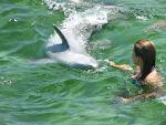Schwimmen mit dem Delpfin